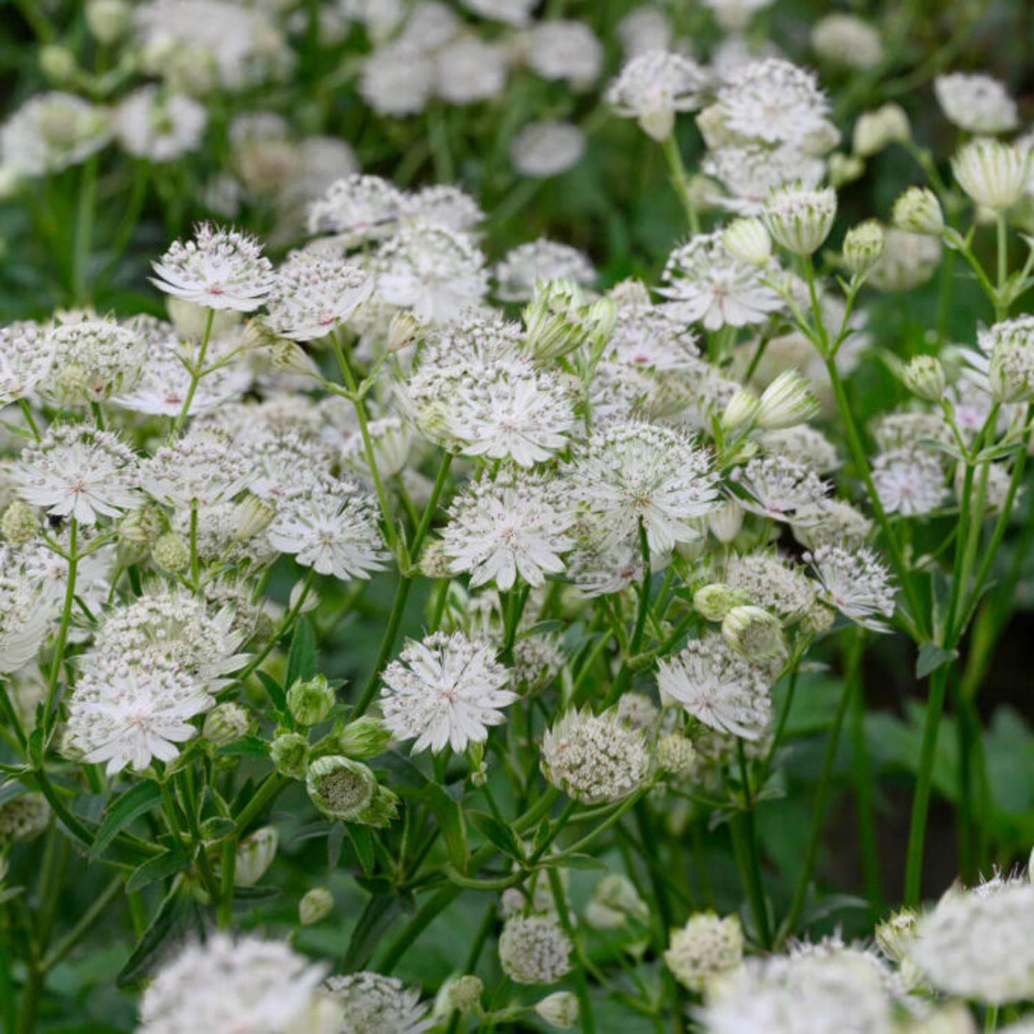 Isotähtiputki 'Shaggy' (Astrantia major subsp. involucrata)